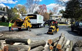 Professional  Tree Services in Socorro, NM